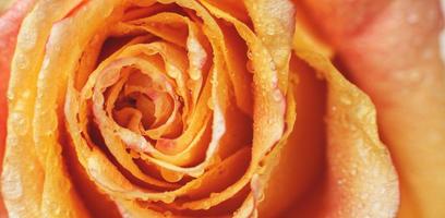 red and yellow rose with drops og water close-up. flower background. banner photo