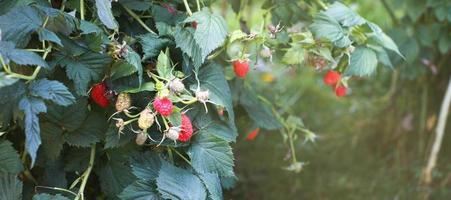 branch of a ripe raspberries in a garden. banner. photo