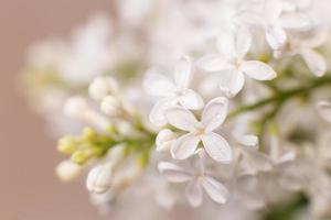 rama de flor lila blanca sobre un fondo beige pastel con espacio de copia para el texto foto