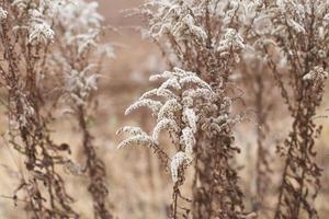 Dry soft flowers in the field on beige background. photo