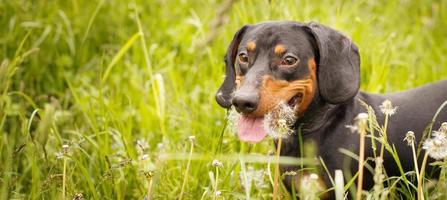 portrait of a cute dachshund dog in a field of dandelions. banner photo