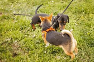 two dogs sniffing each other outside in greeting photo