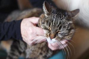 man owner petting his gray cute cat close photo