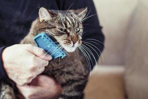 a man combs the fur of his pet gray cat with brush photo