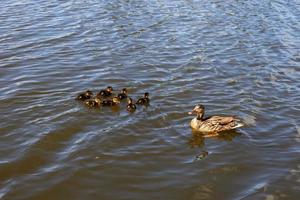 pato madre con sus hermosos y esponjosos patitos nadando juntos en un lago. animales salvajes en un estanque foto