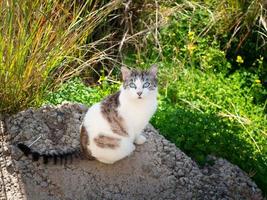 Beautiful stray cat with a torn ear and blue eyes sits on a stone among the grass photo