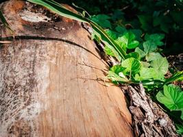 Close up photo of a trunk of a fallen tree without bark lying among grass and plants