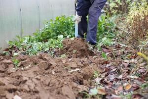 hombre cavando el suelo con una pala en el jardín. trabajo agrícola. trabajo de jardín de otoño. foto