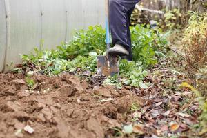 Man digging the ground with a shovel in the garden. Agricultural work. Autumn yard work. photo