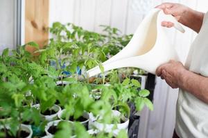 a woman growing and watering tomato seedlings on the balcony from a watering can photo