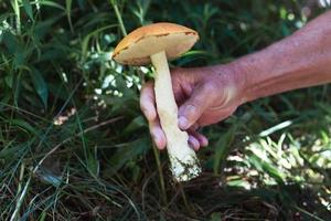 la mano de un hombre corta un boletus con un cuchillo en el bosque foto