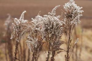 Dry soft flowers in the field on beige background. photo