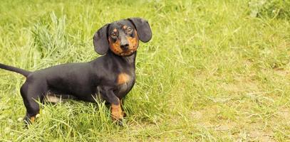 portrait of a cute dachshund dog in a field on a green grass background. banner photo