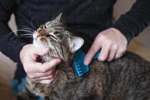 a man combs the fur of his pet gray cat with brush photo