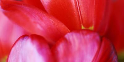 red open tulip. Flower pattern background. tulip petals macro photo