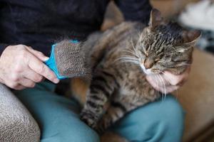 a man combs the fur of his pet gray cat with brush photo