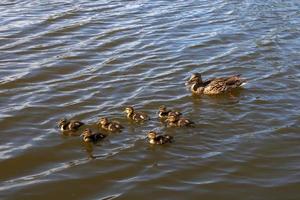 Mother duck with her beautiful, fluffy ducklings swimming together on a lake. Wild animals in a pond photo