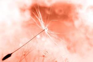 a drop of water on a dandelion. dandelion on a red background with copy space close-up photo