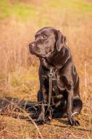 Black labrador retriever. A young dog of the Labrador breed in black ammunition. Animal, pet. photo