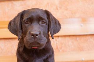 retrato de un cachorro de labrador retriever negro. perro sobre un fondo beige. foto