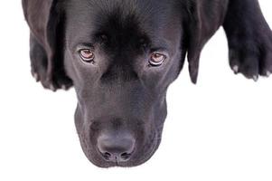 A dog of the Labrador retriever breed muzzle close-up lies on a white. Dog isolate on white. photo