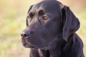 Portrait of a black dog. Young labrador retriever on the background of nature. photo