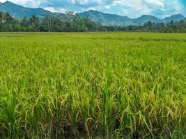 Green rice fields and mountain natural scenery. photo