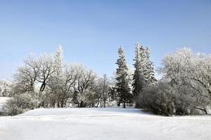 frost covered trees in a park photo