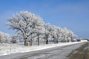 a row of frost covered trees line a country road photo