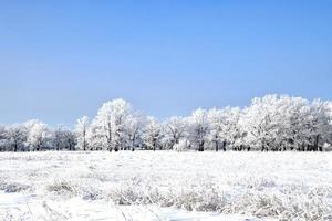 frost covered trees in a park photo