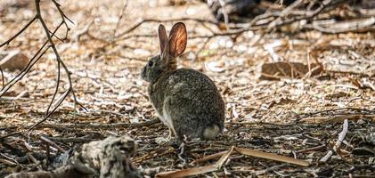 Curious Bunny in Las Vegas photo