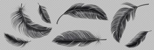 Realistic set of black feather png vector