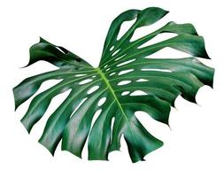 Green leaves pattern,leaf monstera isolated on white background,include clipping path photo