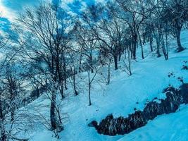 Mountain with trees covered with snow photo