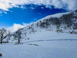 Mountain with trees covered with snow photo