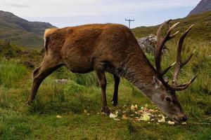 deer is eating food photo