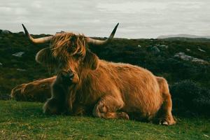 Highland cattle in Scottish Highlands photo