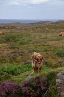 Highland cattle in Scottish Highlands photo