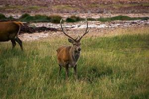 Deers grazing on meadow. photo