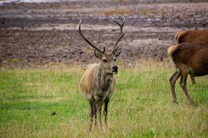 Deers grazing on meadow. photo