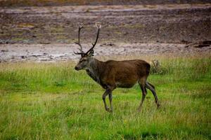 Deers grazing on meadow. photo