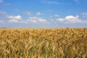 golden wheat field and sunny day With clouds photo