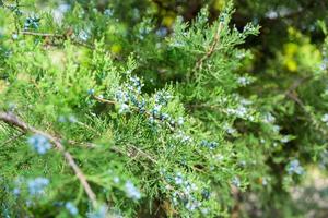 Green thuja or juniper tree branches wis berries background close up photo