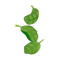 spinach leaf green cartoon vector illustration