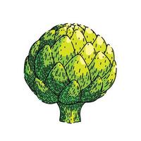 artichoke fresh sketch hand drawn vector