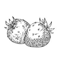 strawberry sketch hand drawn vector