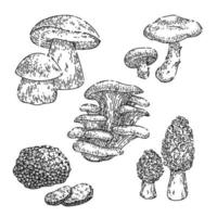 mushroom retro set sketch hand drawn vector