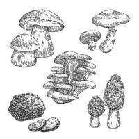 mushroom retro set sketch hand drawn vector