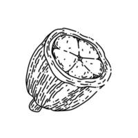 cocoa bean sketch hand drawn vector