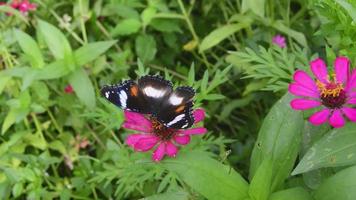 en fjäril uppflugen på en blomning blomma. fjäril på zinnia blomma. video